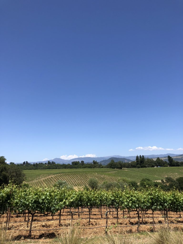 the vineyard at MacRostie