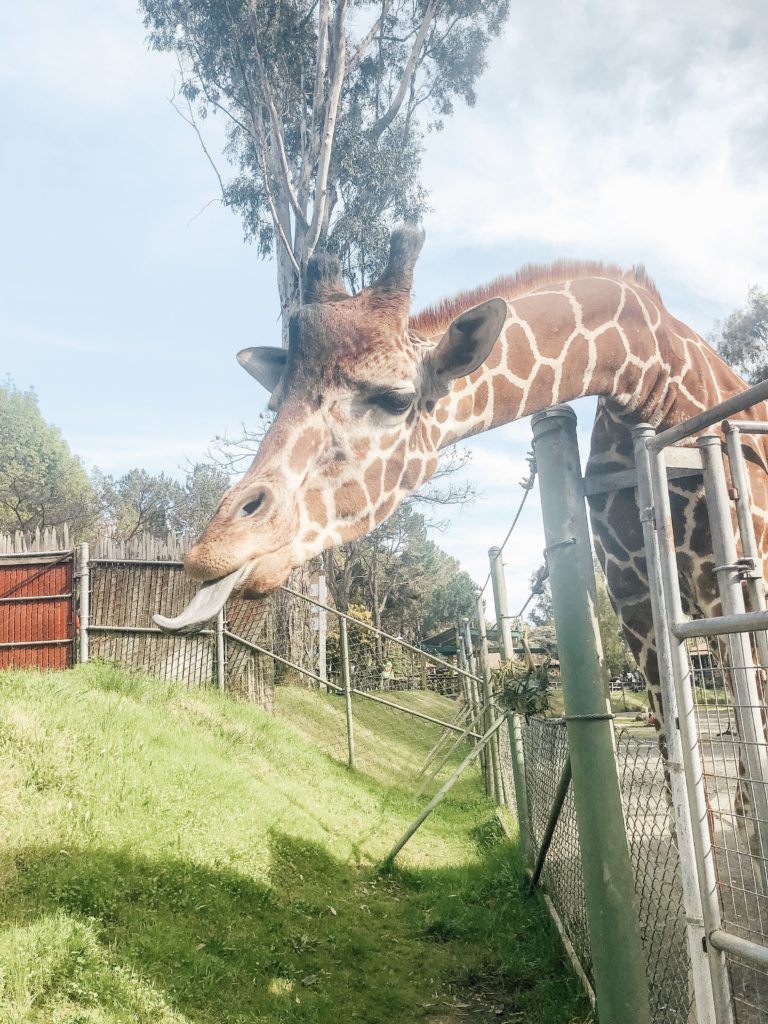 Brandon the giraffe