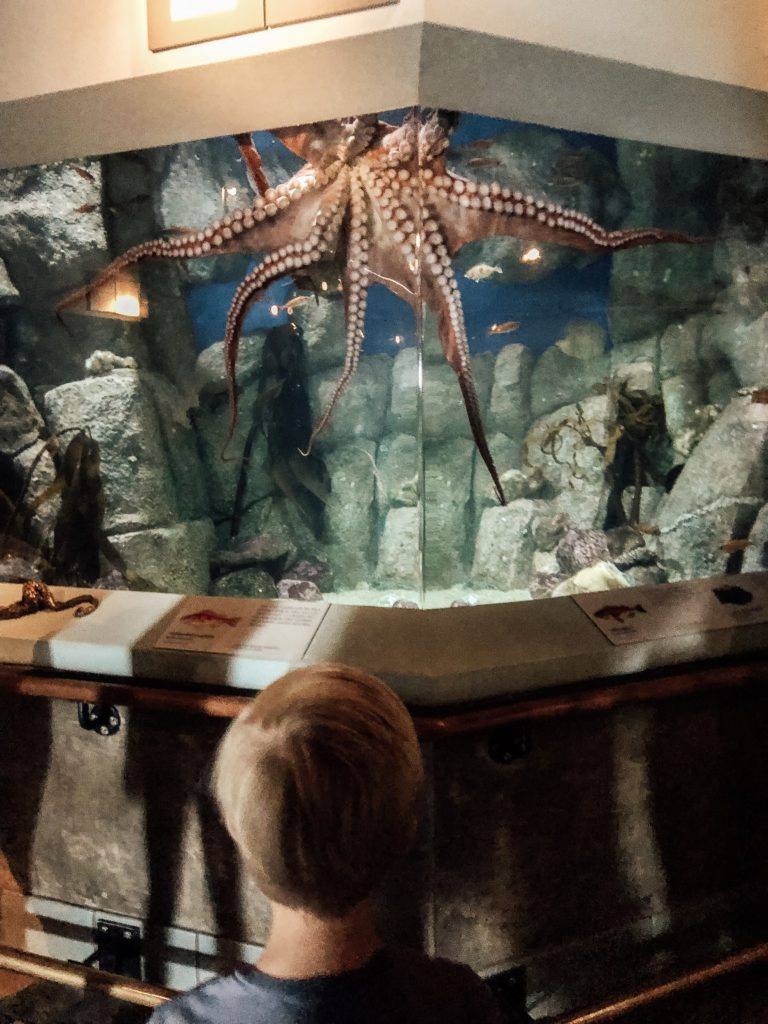 Monterey Bay Aquarium octopus