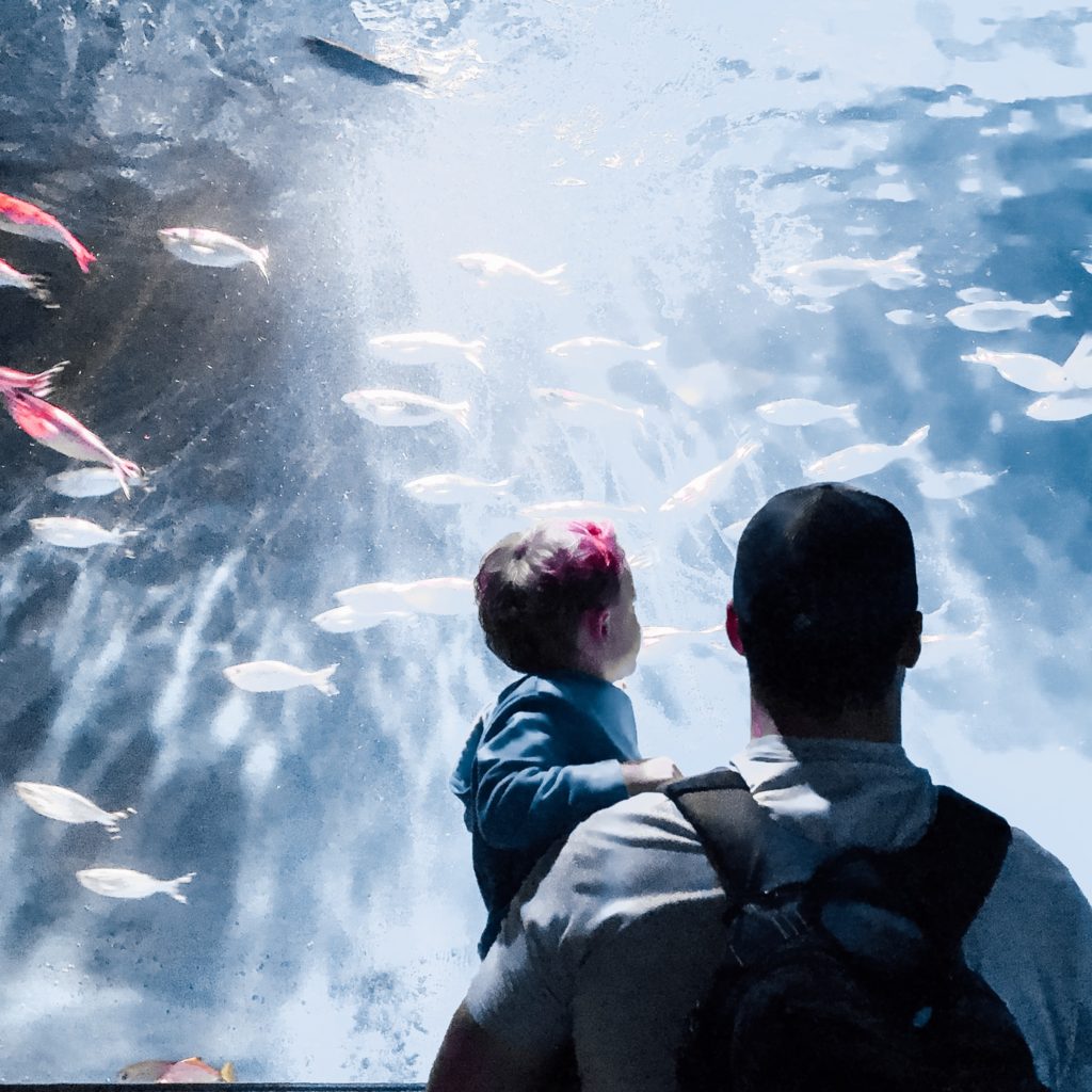 Father and son looking at the fish at Seaquest Aquarium at Legoland California