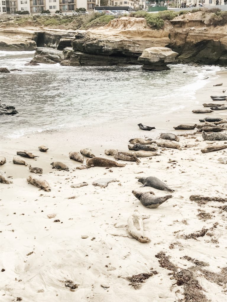 Seals at La Jolla Children's Pool