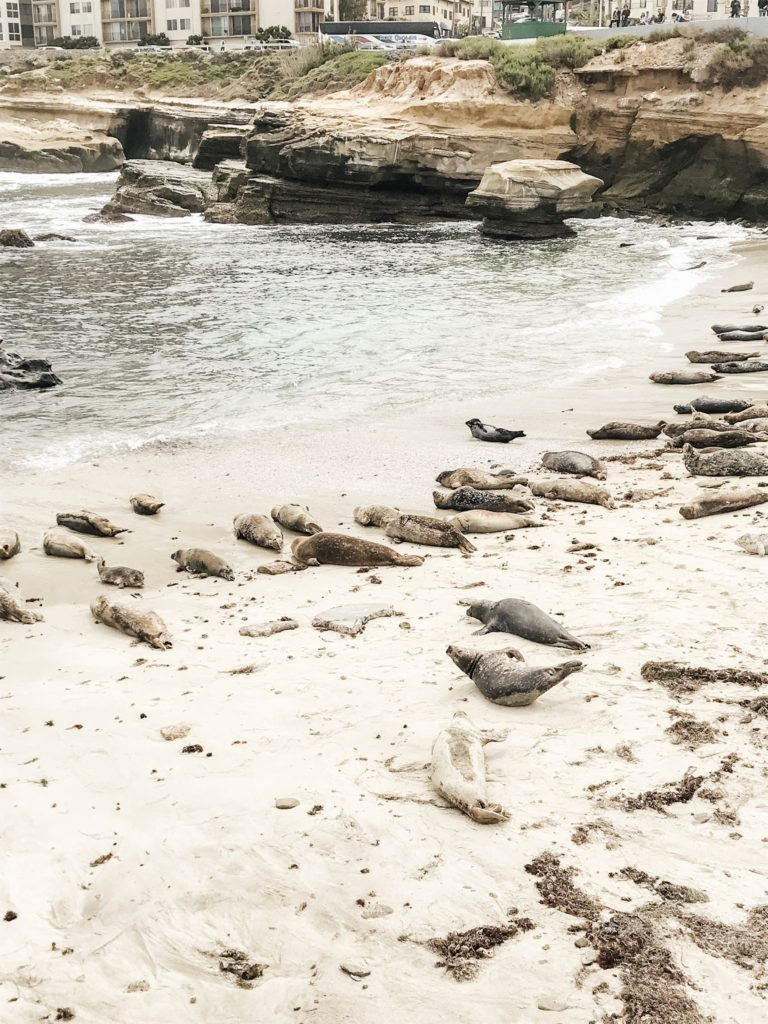 Seals at La Jolla Children's Pool