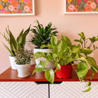 Best Houseplants for Beginners: Our Favorites