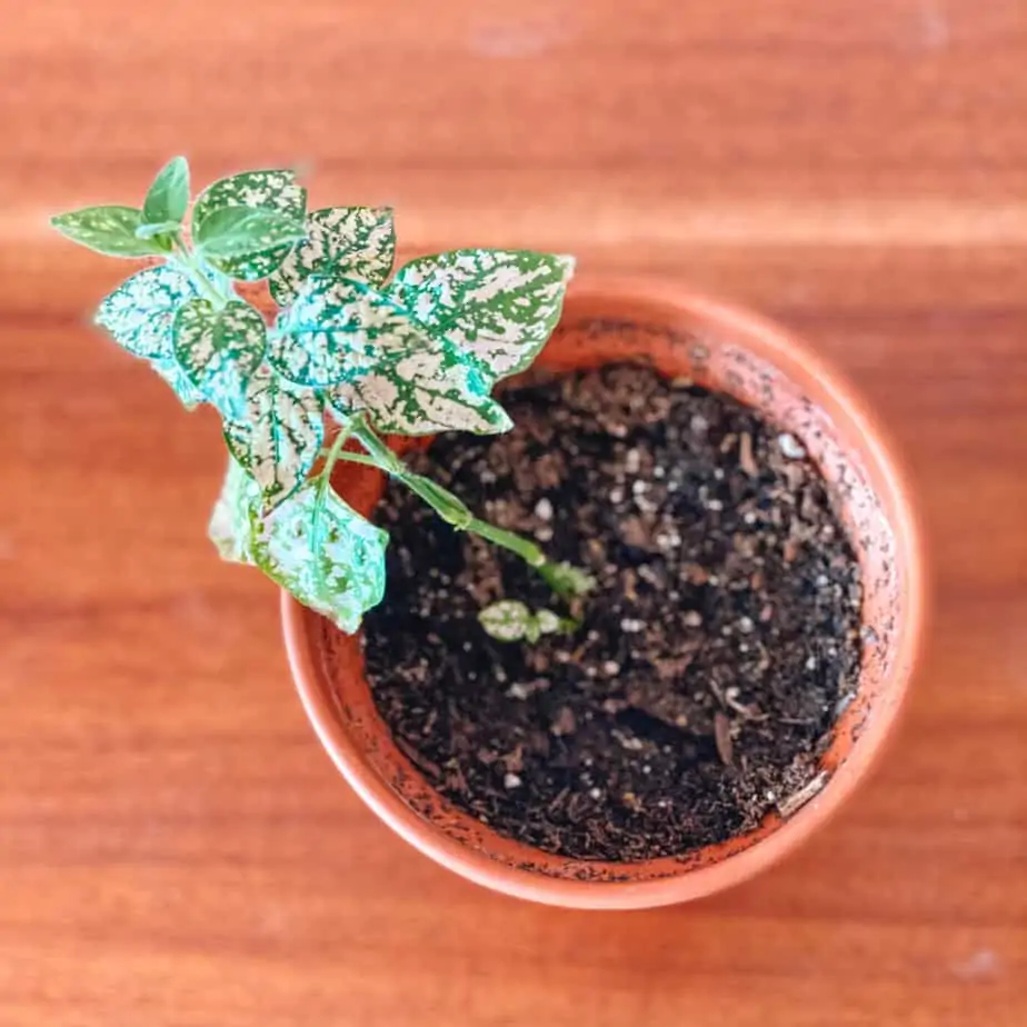 Best Houseplants for Beginners: Polka Dot Plant