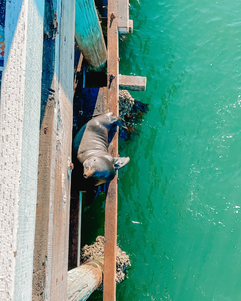 santa cruz wharf sea lion
