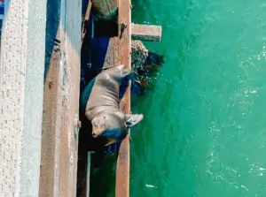 santa cruz wharf sea lion