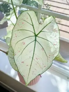 caladium leaf